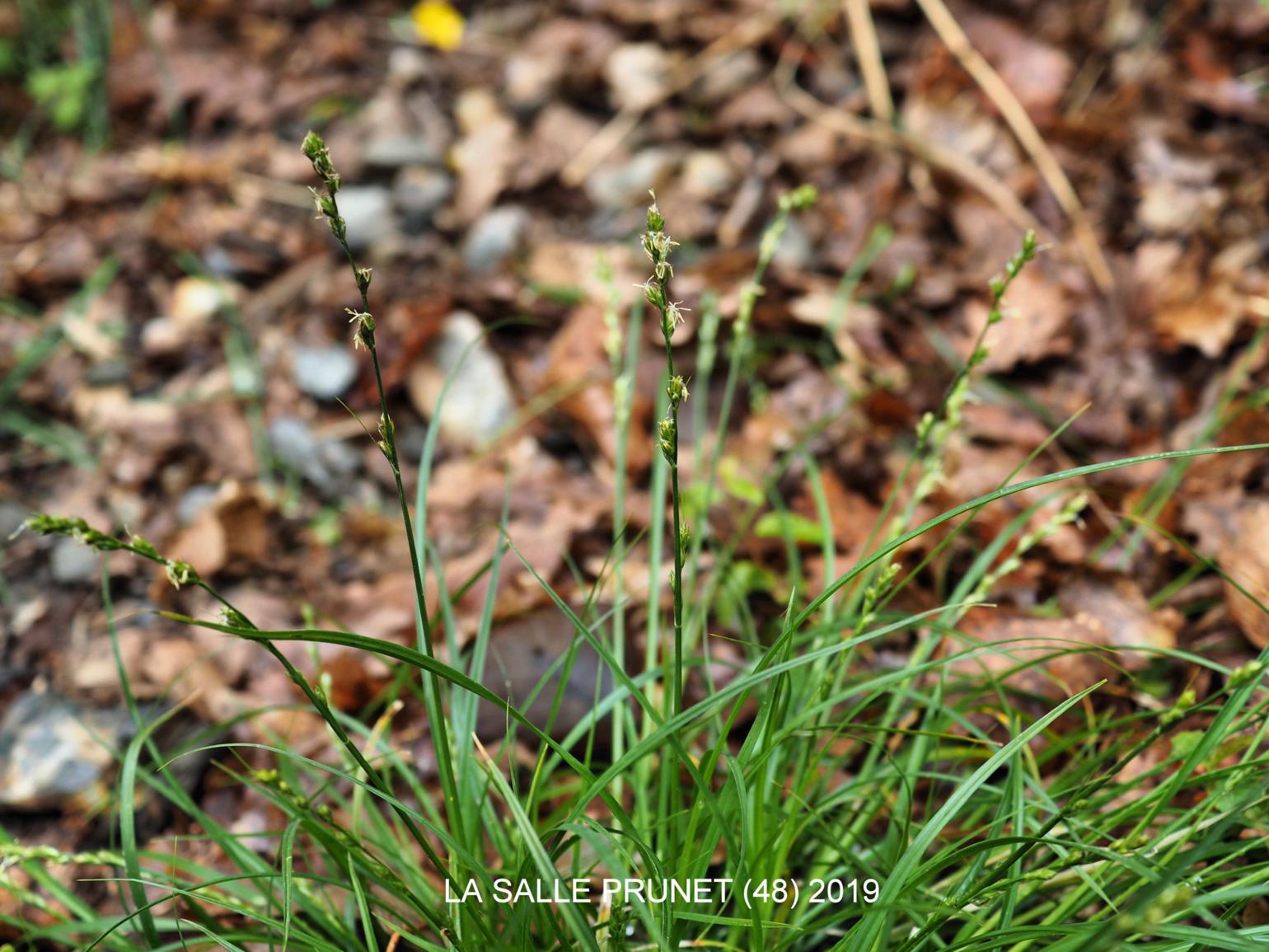 Sedge, Grey